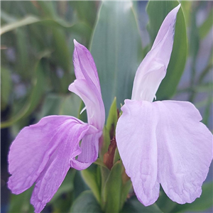 Roscoea Purpurea Tall Form